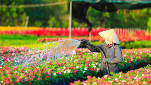 Khám Phá Vườn Hoa Sa Đéc 1 Ngày